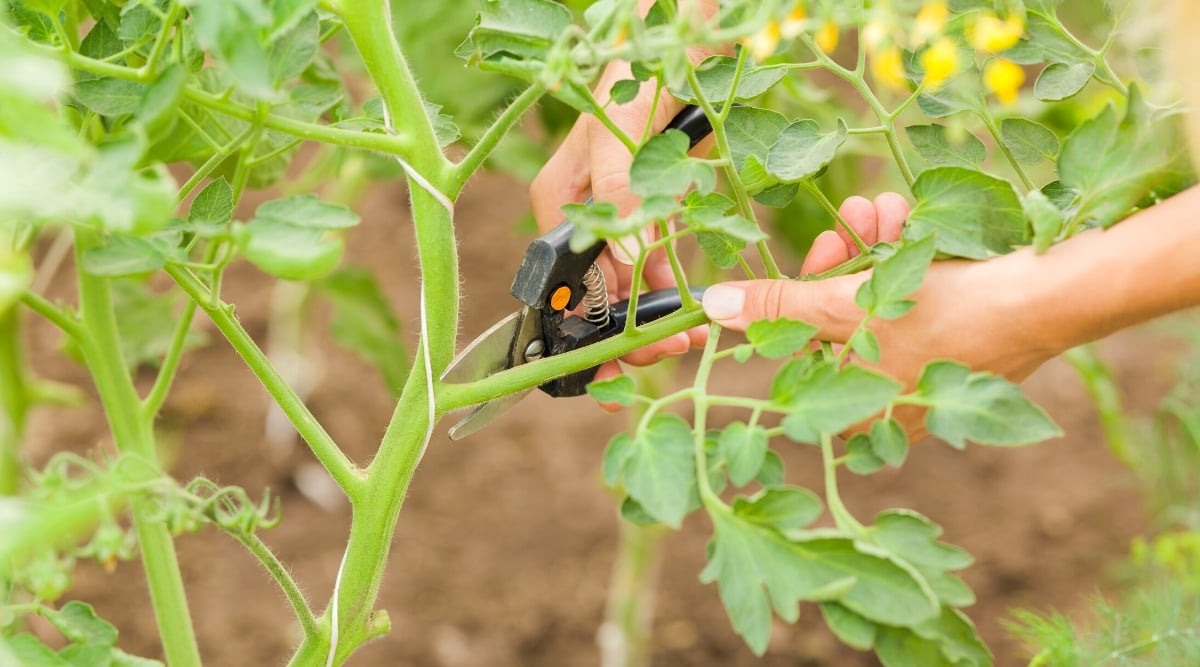 Pruning tomato plants with black pruners in the garden. Close-up of female hands cutting tomato stalks. The tomato plant has upright, slightly hairy stems with compound leaves consisting of several leaflets. Leaflets are bright green in color, oval in shape with jagged edges.