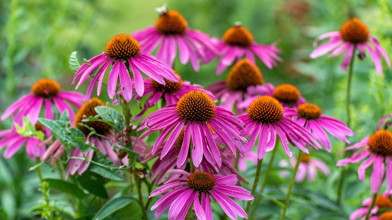 Coneflowers rise gracefully, their green leaves forming a verdant backdrop. Delicate petals, tinged with regal purple hues, encircle a striking brown center, drawing the eye with their elegant beauty.