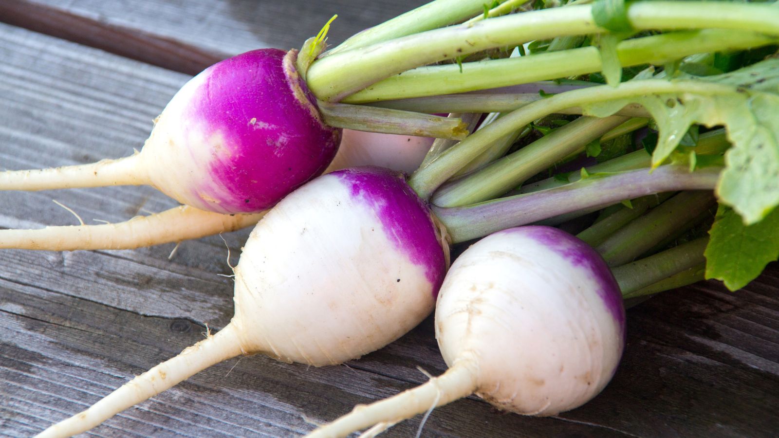 An overhead and close-up shot of a small pile of freshly harvested Purple Top White Globe root crops, all placed on a wooden surface indoors
