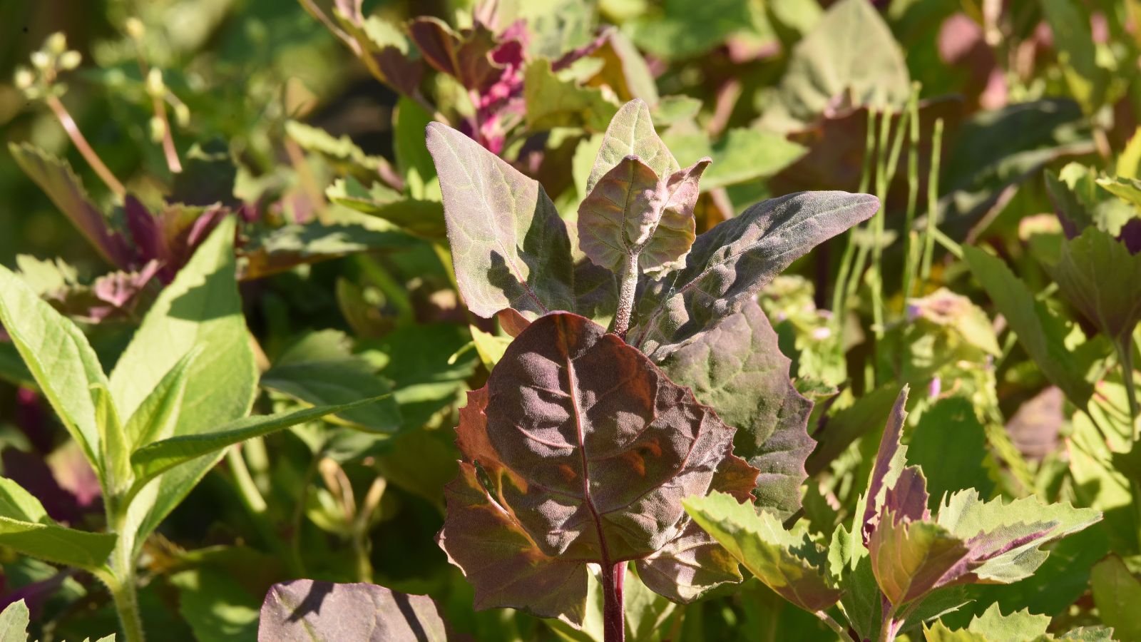 A healthy-looking Red Aztec plant appearing to have a dark red hue among other green foliage