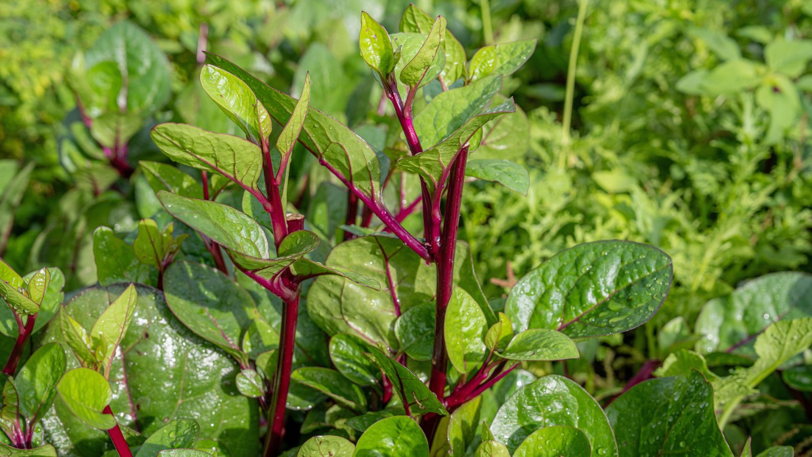 A close-up shot of Red Cardinal with red vibrant stems and deep green leaves