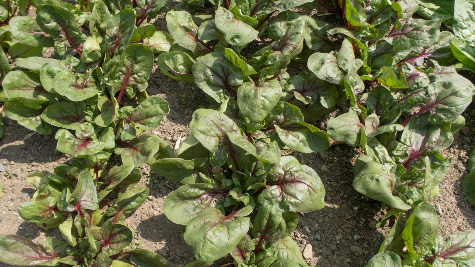 Multiple Red Kitten plants placed in a row on dark brown soil somewhere with lots of sunlight
