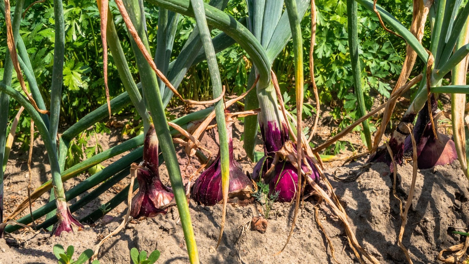 Red onions with purple-red bulbs and tall green and dry brown drooping tops grow partially exposed in dry, brown garden soil.