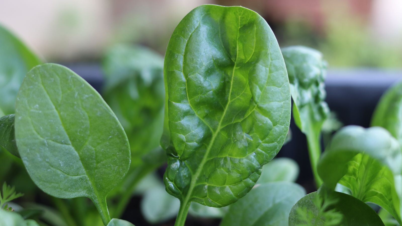 Small and oval Reflect leaves having a distinct green color placed somewhere with sunlight