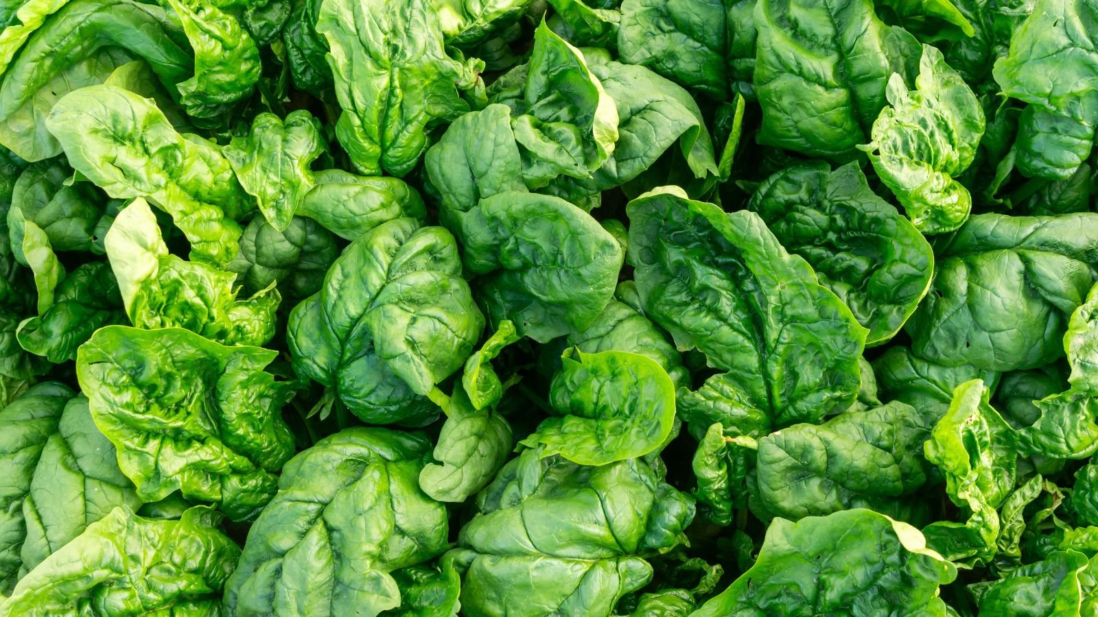 A lush layer of Responder leaves appearing crinkled and vivid green placed under the sunlight