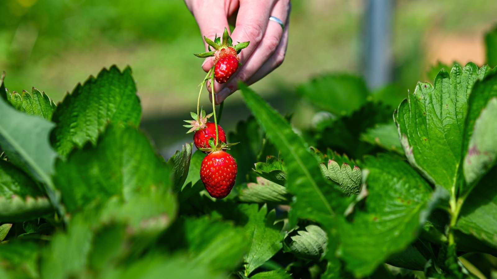 A gardener’s hand gently picks ripe red strawberries nestled among glossy green leaves with serrated edges and visible veins.
