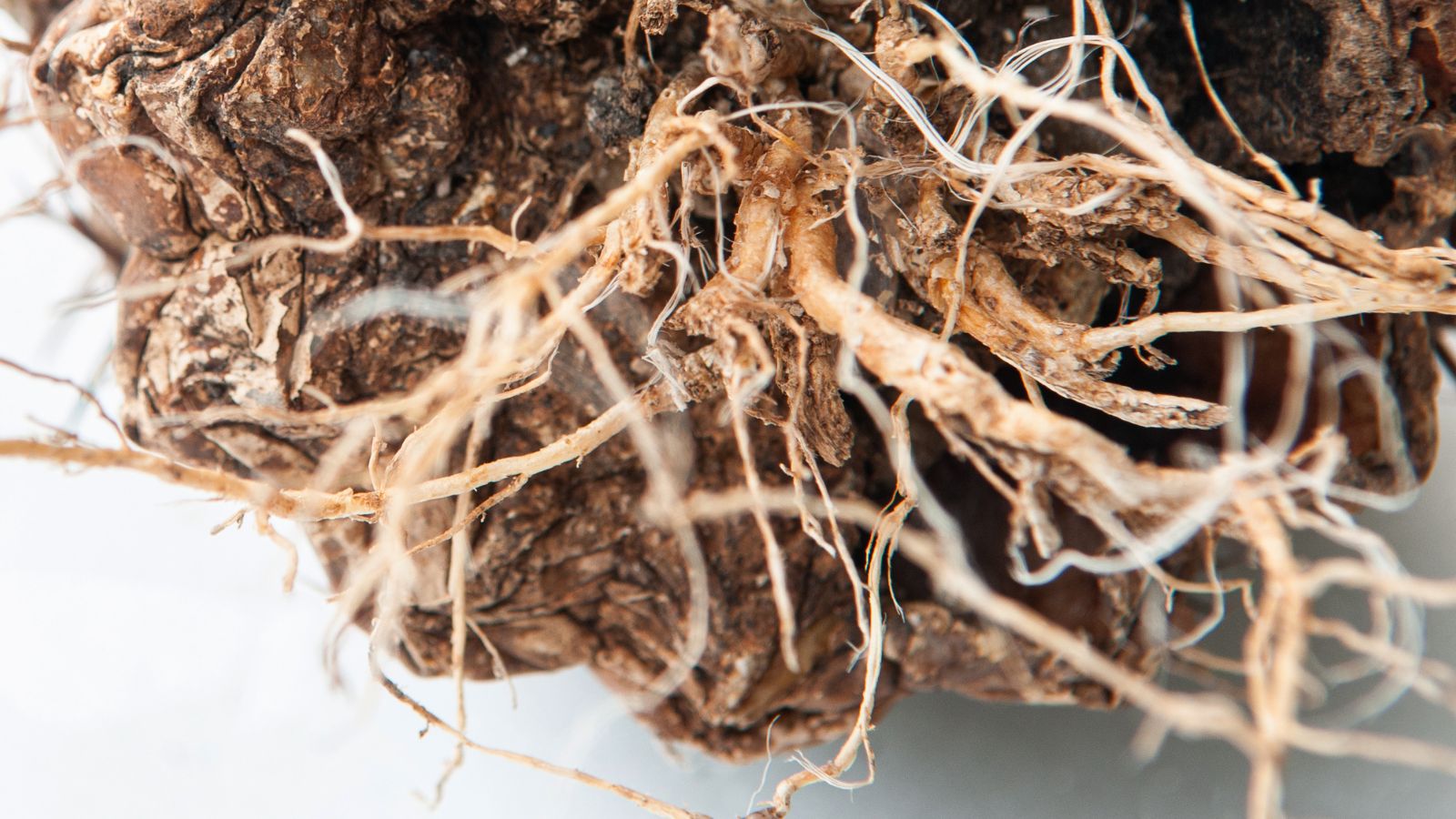 Root rot caused by a disease, appearing white and dry caked with dark brown soil