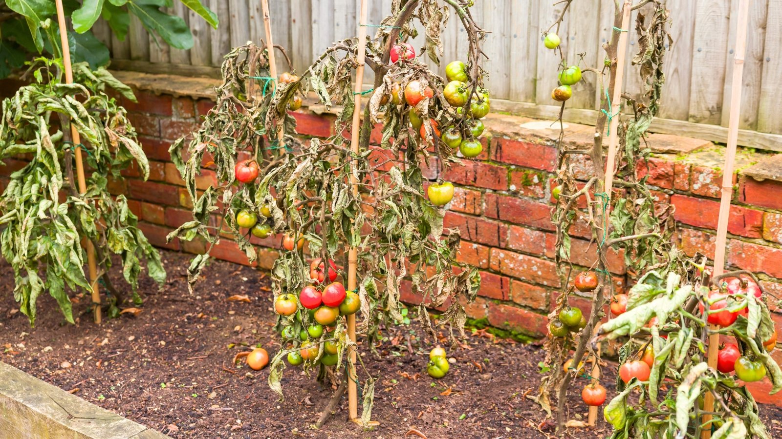 A bed of rotting tomato plants with drooping, dry, brown leaves and rotting clusters of red and green fruit.