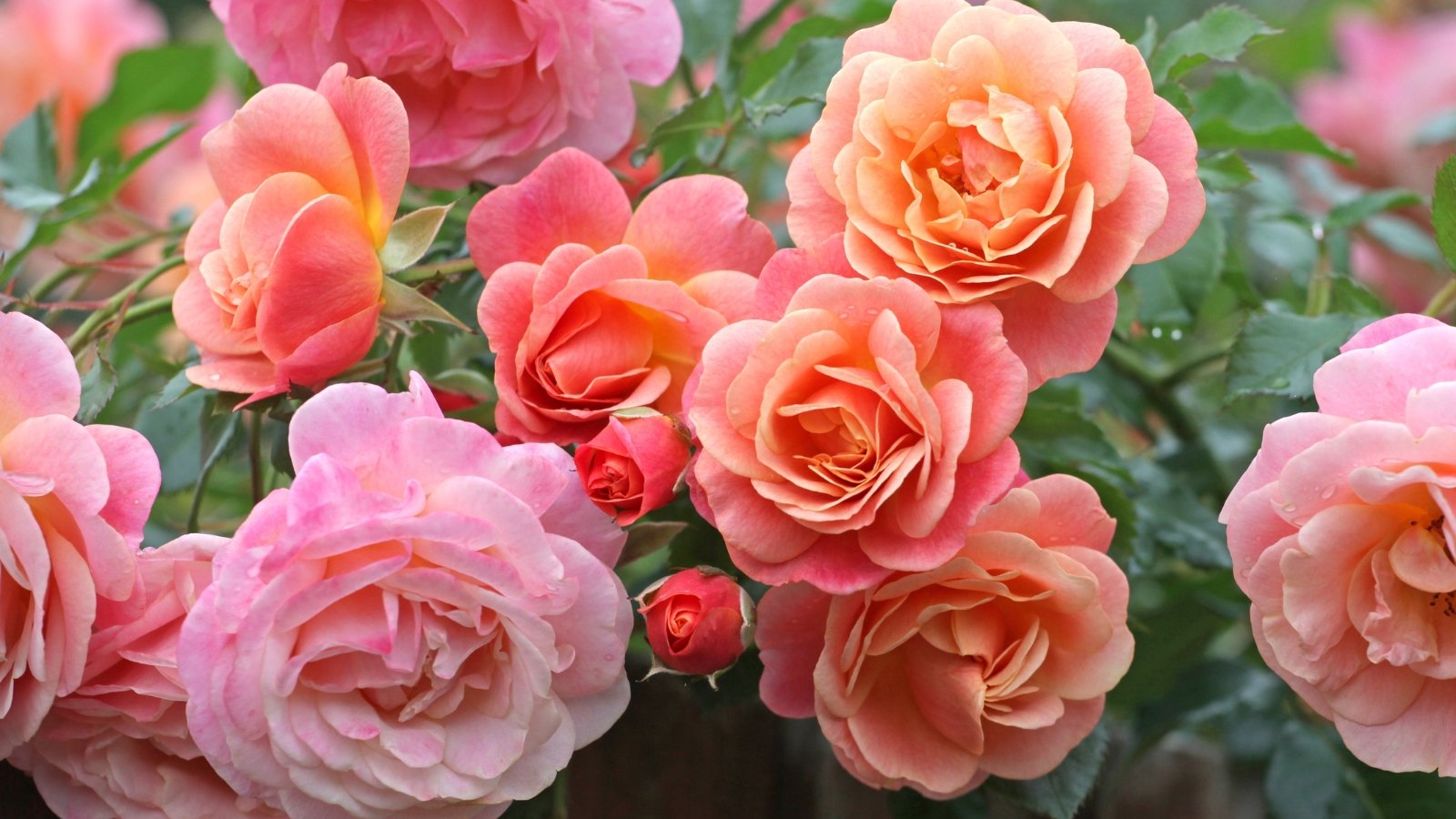 Clusters of ruffled, peachy-apricot double blooms with soft pink edges rise above deep green, serrated leaves on thorny, upright stems.
