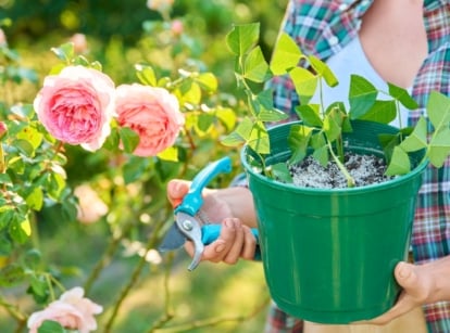 Woman in sunny garden holding green bucket with planted fresh rose cuttings and blue pruning shears near blooming pink rose bush showing reasons why rose cuttings die.