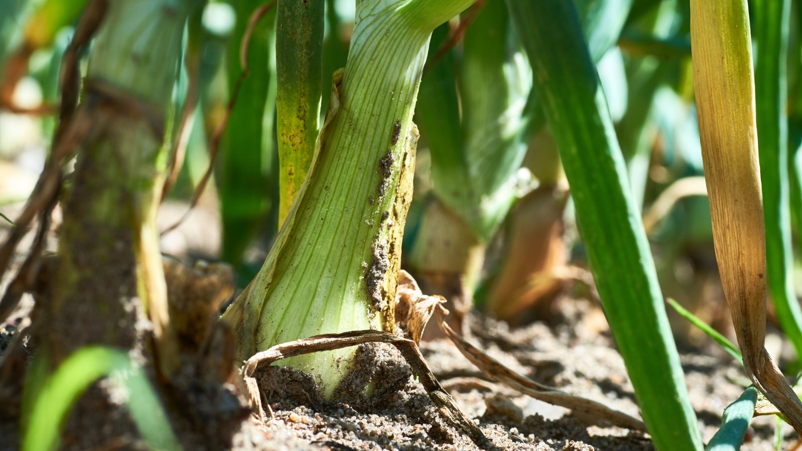 Close-up of decaying onion bulbs with soft, discolored skins and wilted green tops in garden soil under sunlight.
