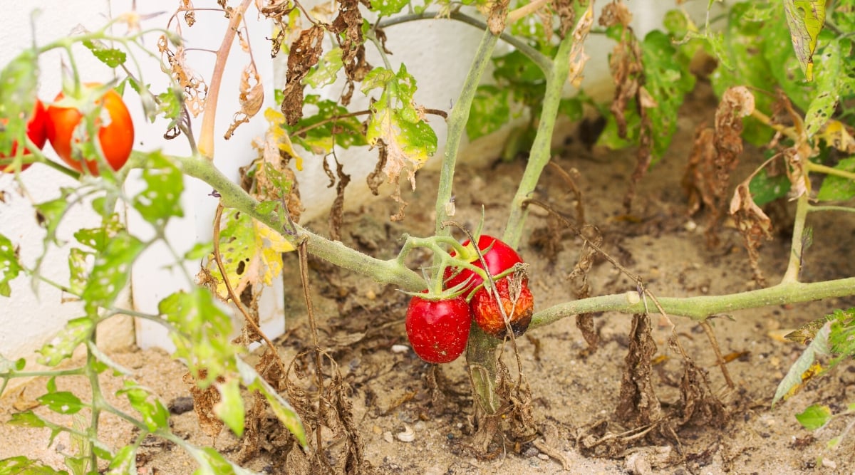 Close-up of a wilted dying tomato plant in a garden bed due to Early Blight. The plant has wilted rotten pale green stems with a brownish tint. The leaves are compound, badly damaged, dry, rotten, drooping, with yellow and brown markings. The fruits are small, oval in shape, with a smooth red glossy skin. The fruits are soft, rotting, wrinkled.