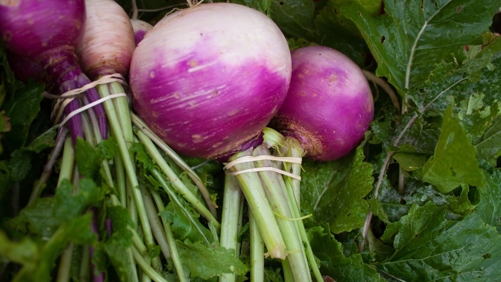 These robust roots exhibit a deep purple top with a white bottom, supported by sturdy, lush green leaves that fan out from the stem of the Royal Crown