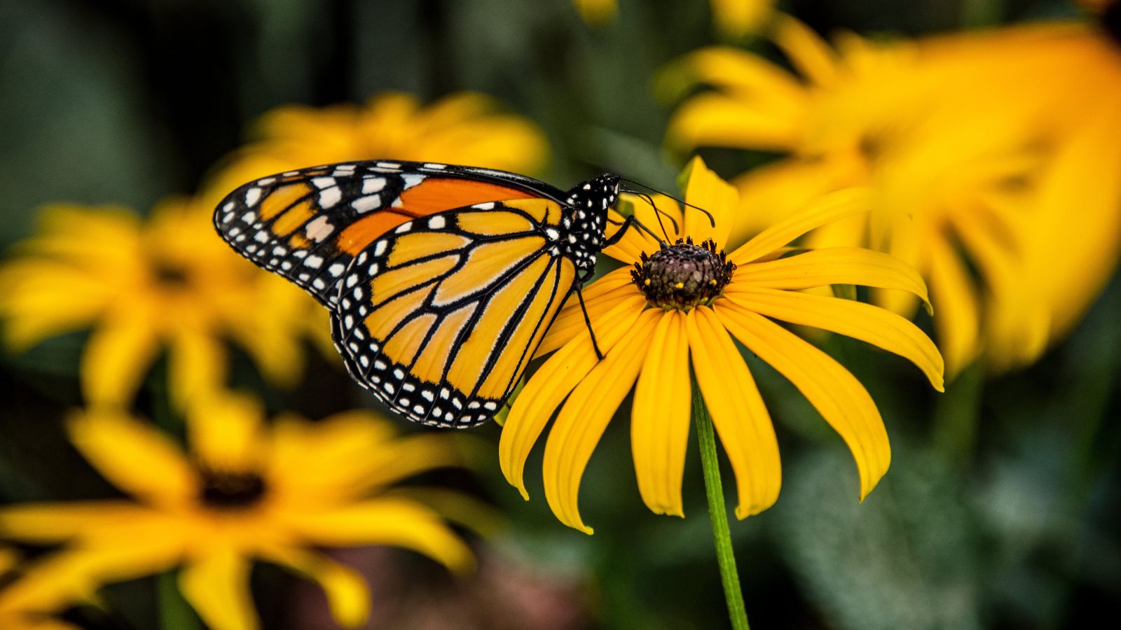 A close-up shot of a rudbeckia flower with a monarch butterfly feeding on its nectar, with the same flower in the background, all situated in a well lit area outdoors