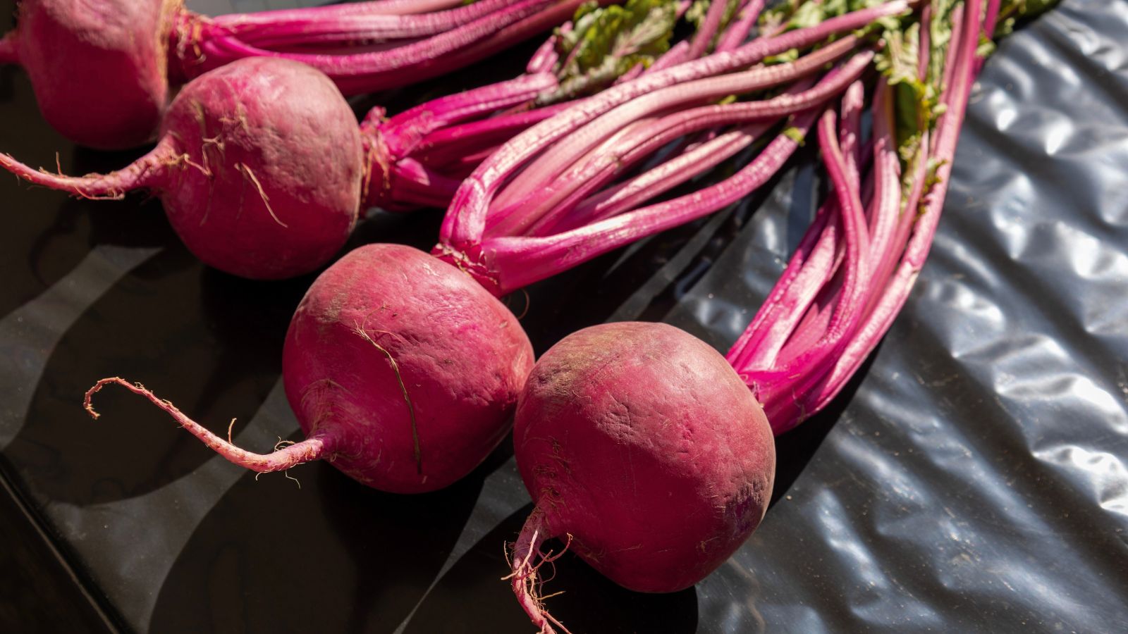 An overhead and close-up shot of several freshly harvested round root crops called Scarlet Queen Red Stems placed on top of a black plastic bag in a well lit area