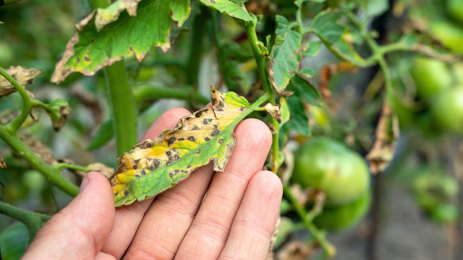 A human hand holds a yellowing tomato leaf marked with small, round, dark-edged yellow spots, showing signs of Septoria leaf spot.

