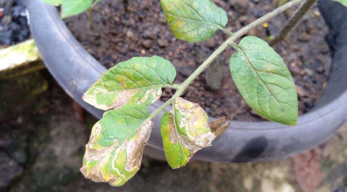 Fungal Disease on the Leaves of a Nightshade Plant