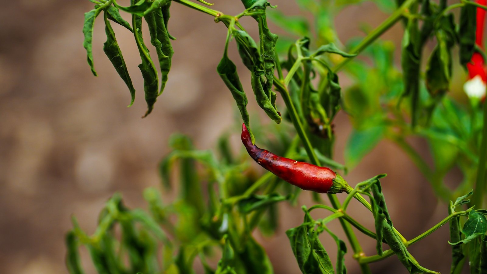 A pepper plant showing symptoms of fusarium wilt, with drooping, mushy leaves and stems.