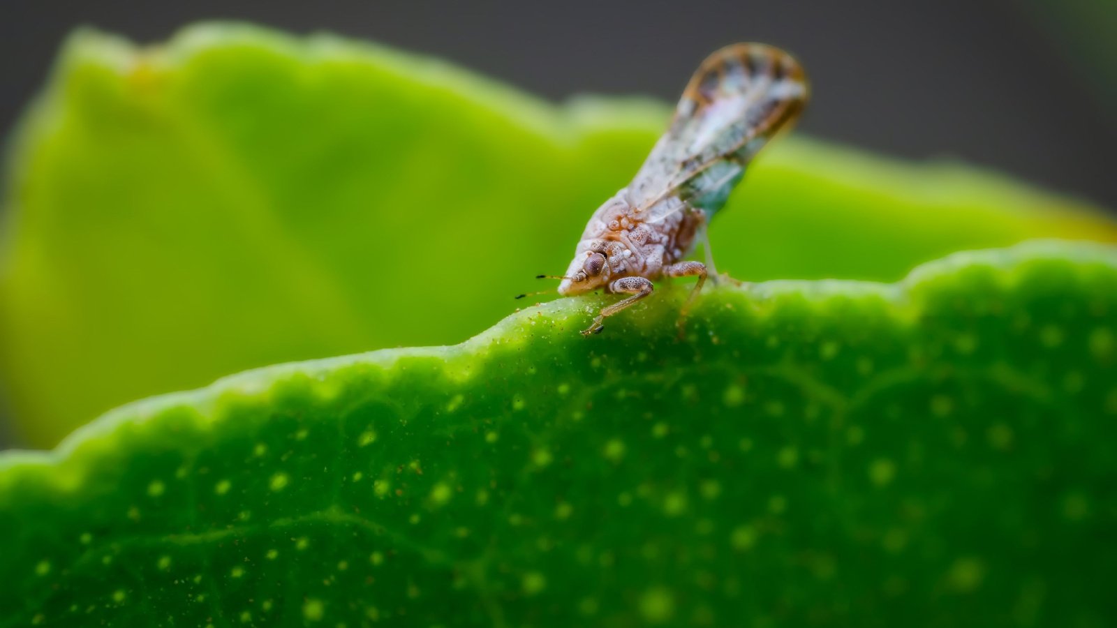 A macro shot of leaves and fruit of a plant being fed on by an Asian psyllid. Stippling is visible on the leaf below, as it takes on symptoms of citrus greening disease.