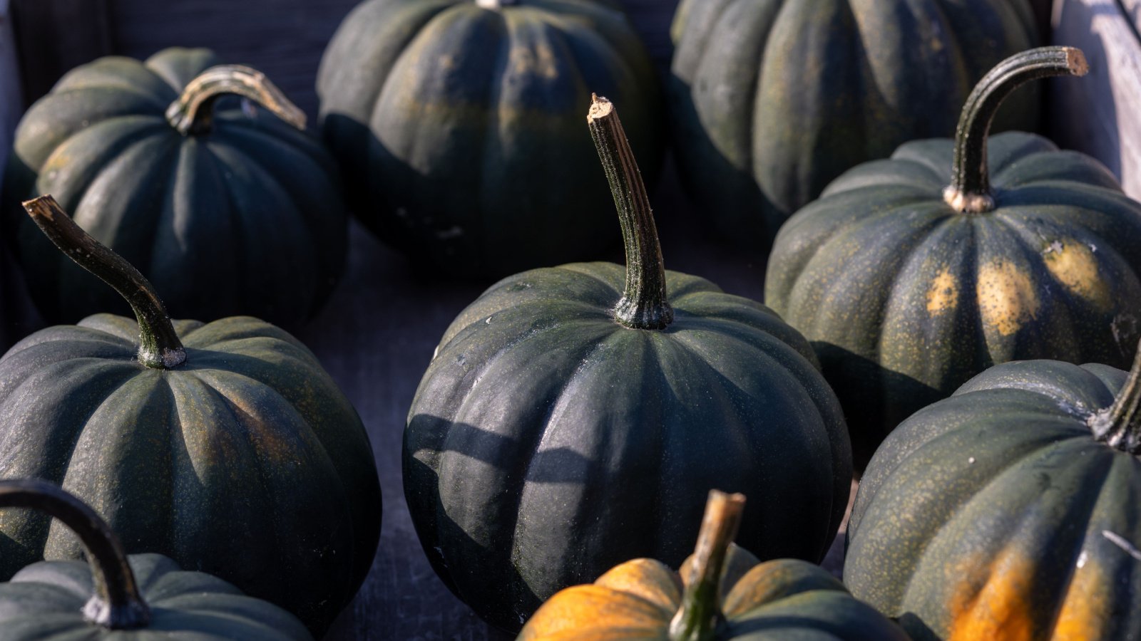 A display of small, round fruits with a glossy dark green skin that is almost black. Some fruits take on sparse patches of orange.