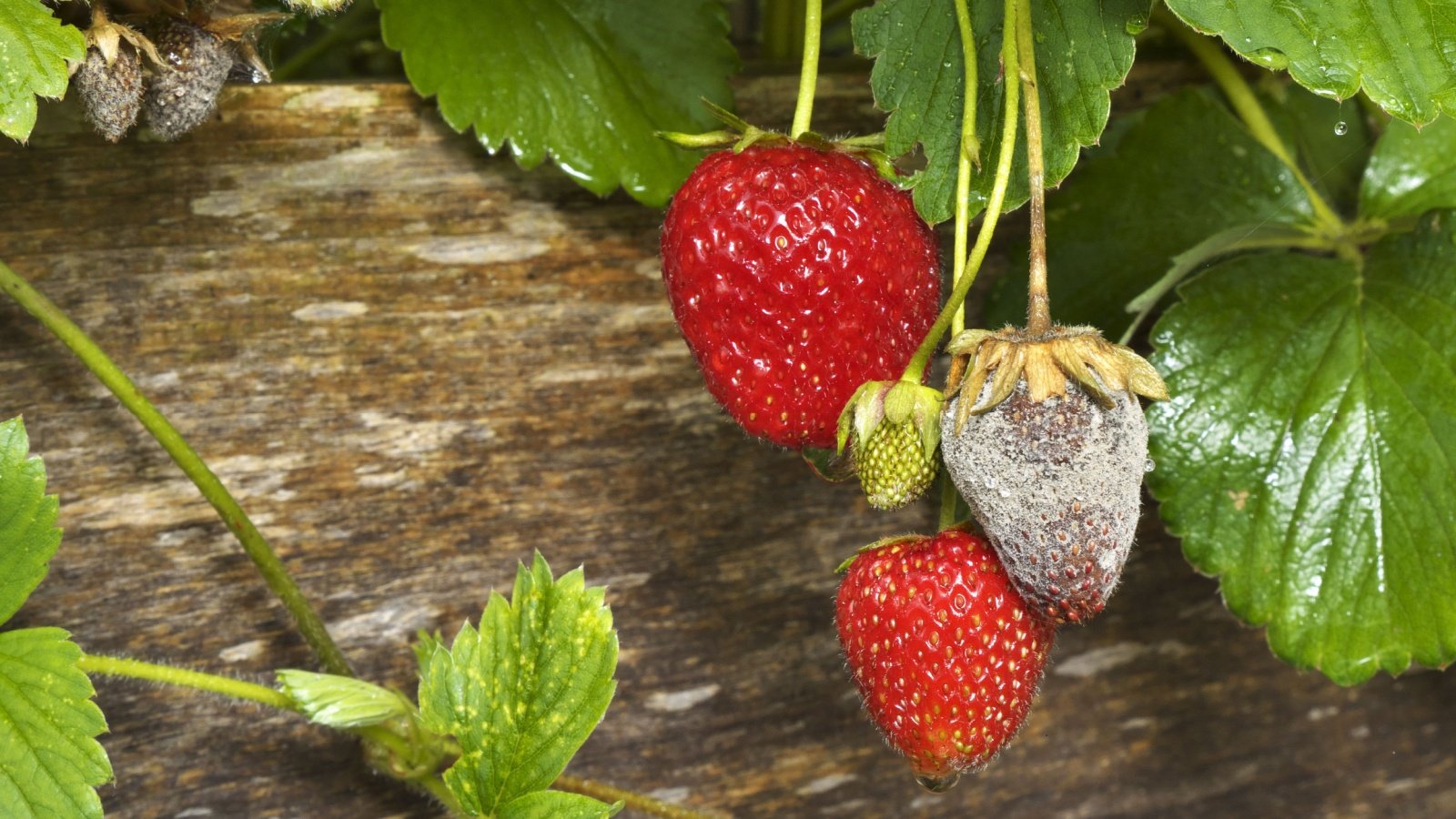 Close up of strawberry covered in botrytis blight. 