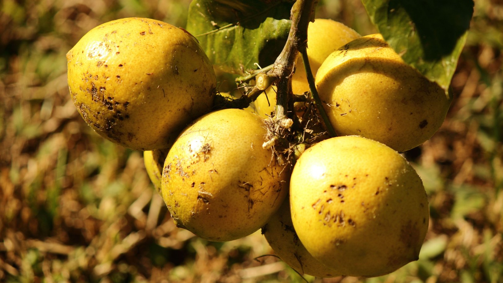 A close-up shot of a cluster of lemons affected with Citrus Black Spot showcasing tiny black spots