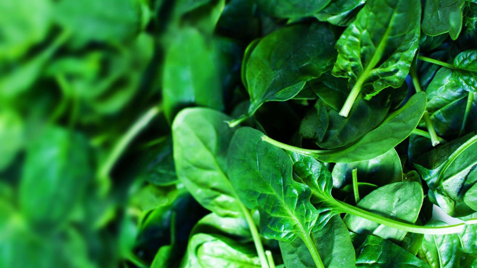 Piles of Carmel spinach viewed from overhead just harvested and washed 