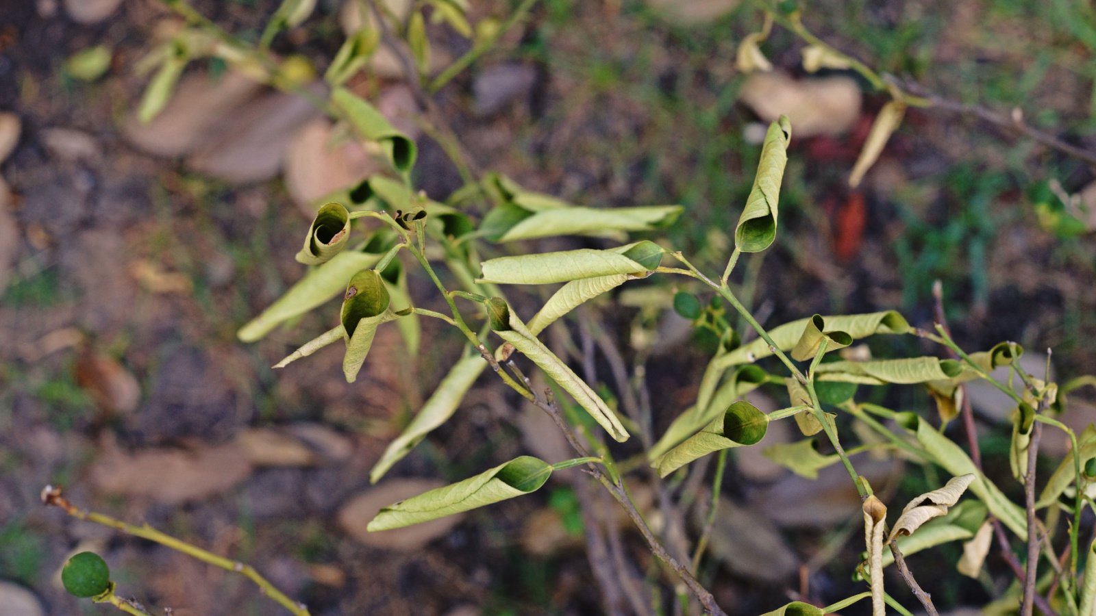 A close-up shot of an Armillaria Root Rot infection as it presents on the leaves of a citrus tree, which are curled and wilting. 
