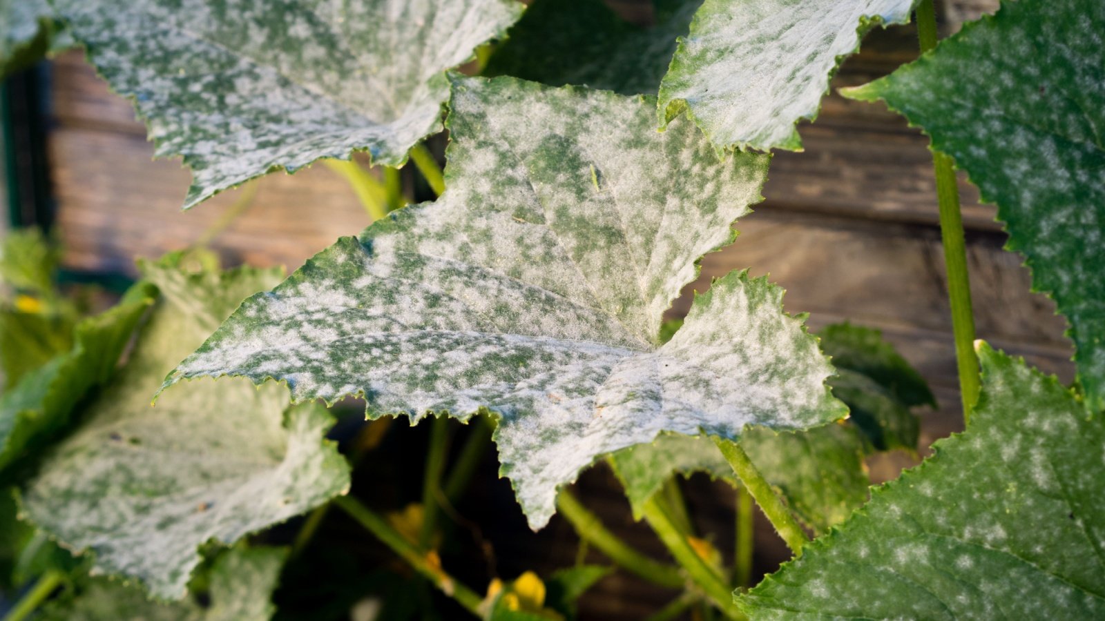 Cucumber leaves dotted with powdery mildew. 