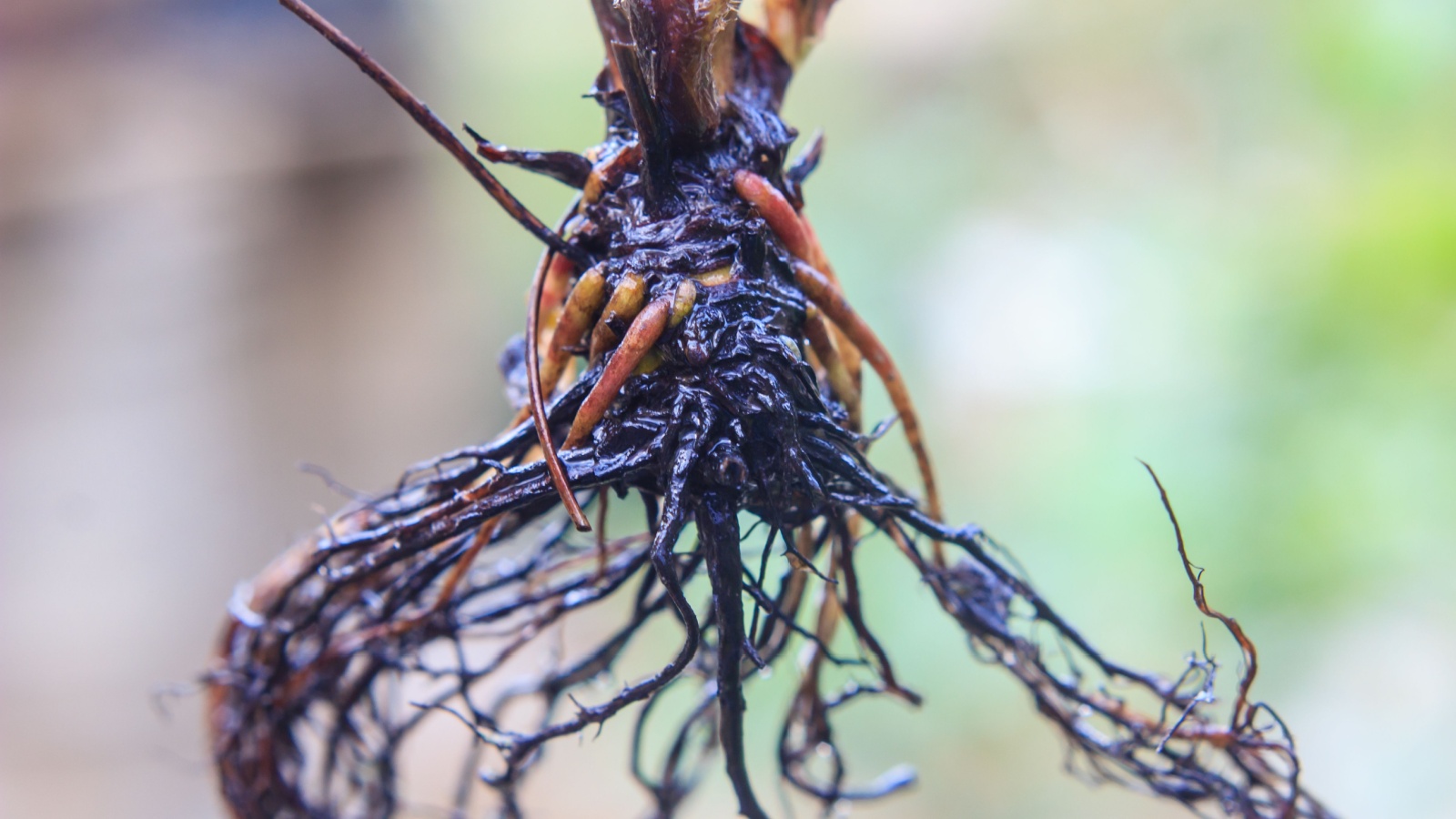 Roots exposed to demonstrate root rot decay