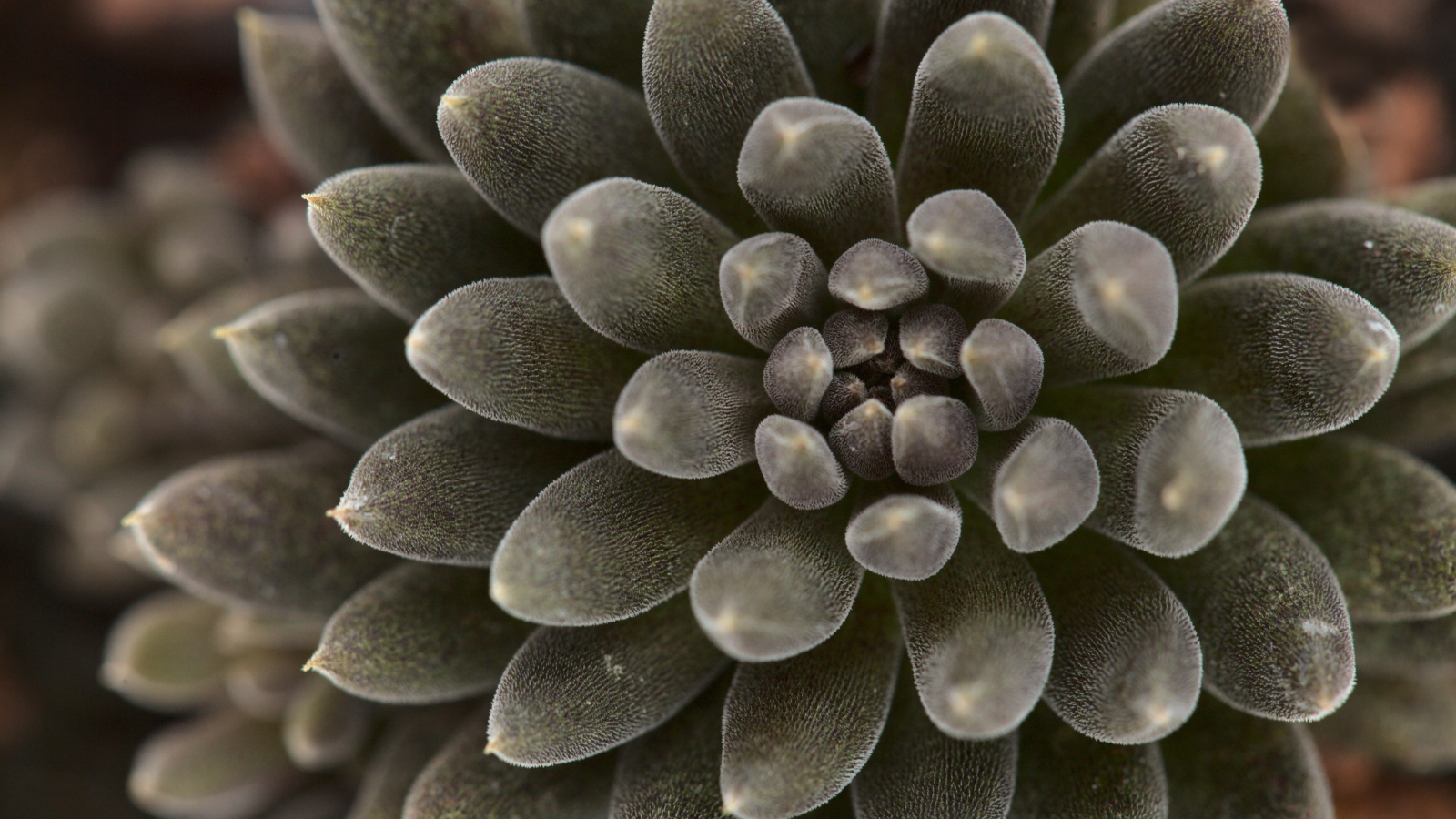 Dense, dark blackish-green rosettes of tightly packed, cylindrical leaves cluster near the ground.
