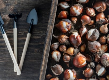 Two small hand trowels with beige handles and black metal heads placed on a rustic wooden surface, next to a collection of smooth brown and white seeds in a wooden tray, ready for planting.