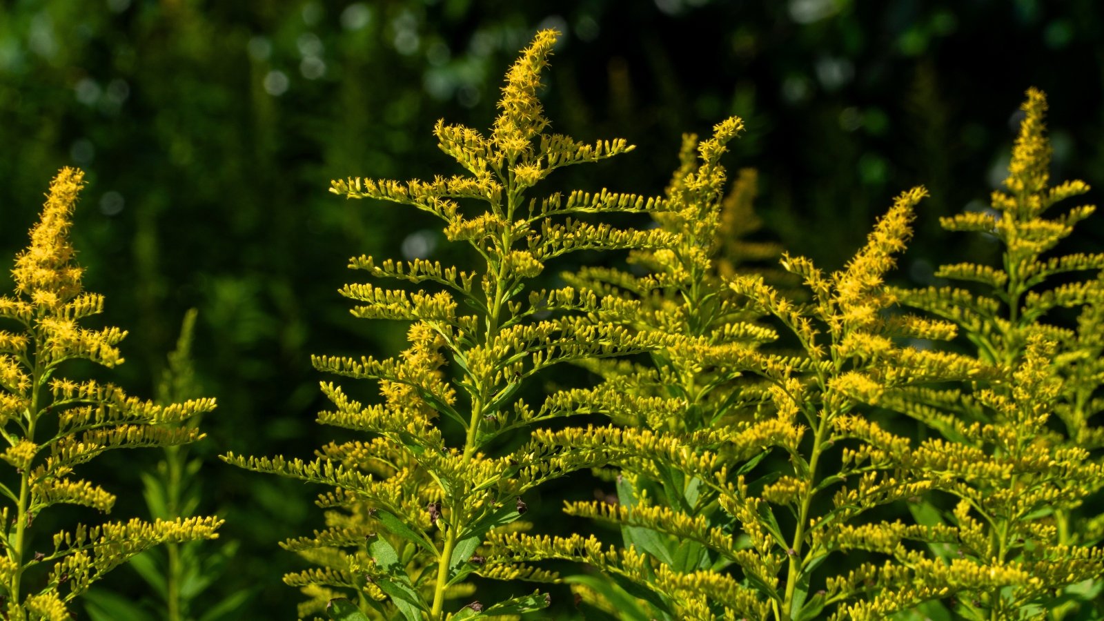 A close-up shows multiple tall, plume-like yellow flower stalks, densely packed with tiny blossoms, standing against a blurred dark green background.