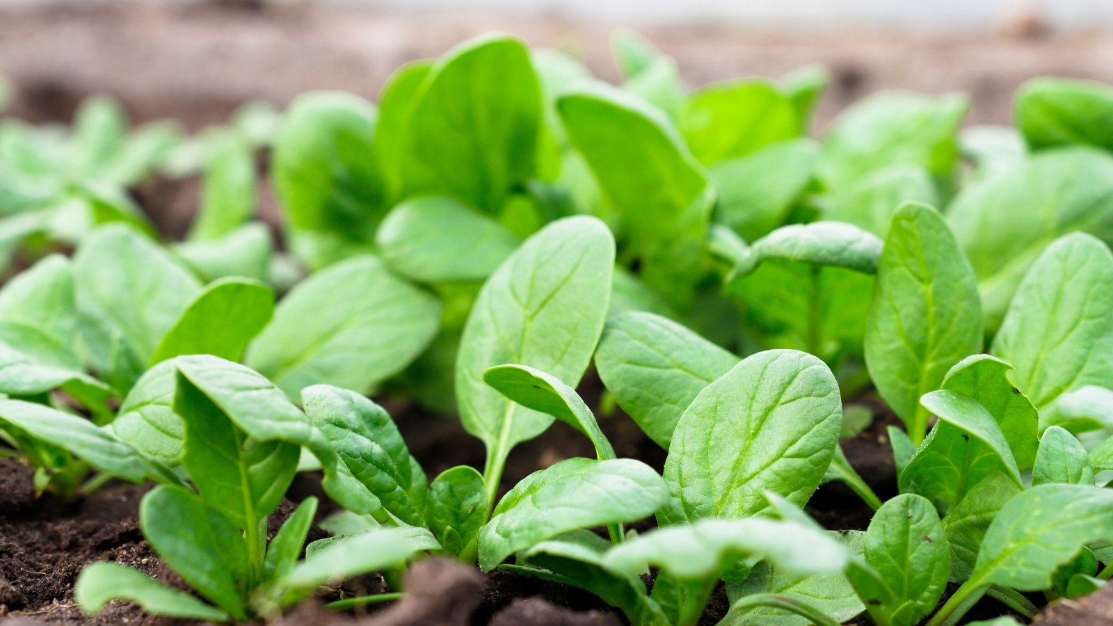 A detailed close-up of fresh, vibrant green spinach leaves with smooth surfaces and slightly curled edges, displaying a lush and healthy appearance against a softly blurred background.
