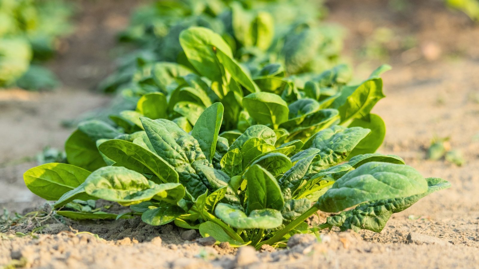 Dark green, crinkled leaves with a glossy surface and tender texture grow in a dense cluster from short stems.
