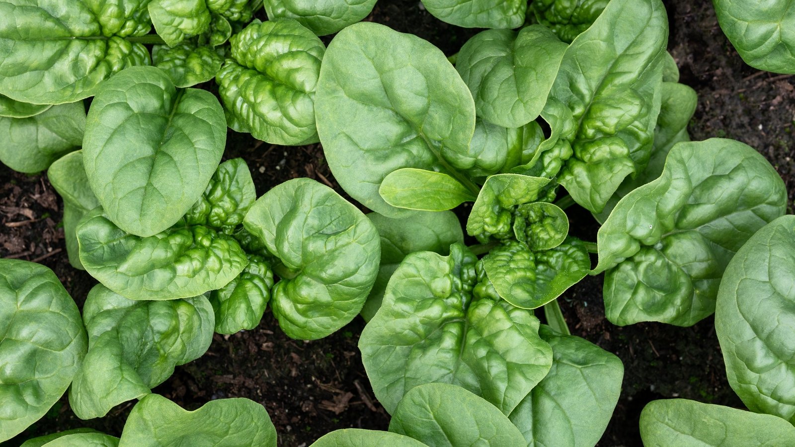 A close-up reveals lush, vibrant plant leaves, their deep green hues hinting at their readiness for harvest. Nestled in dark, rich soil, they await eager hands to pluck them, promising freshness and nutrition.