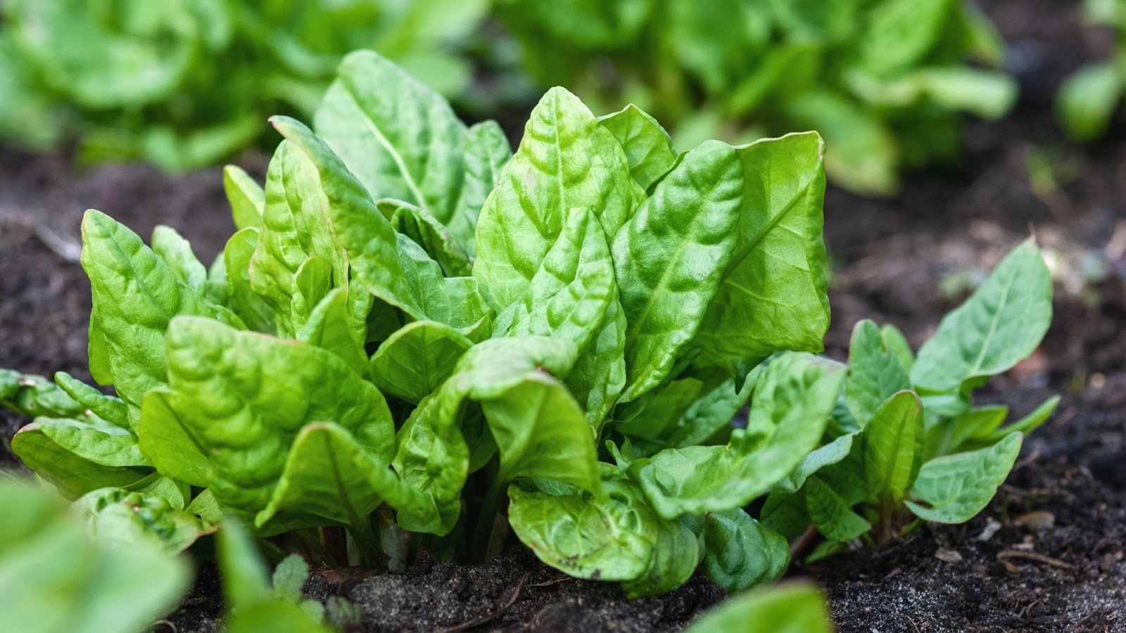 Soft, smooth leaves with a slightly wrinkled texture growing in a rosette from a central crown, dark green.