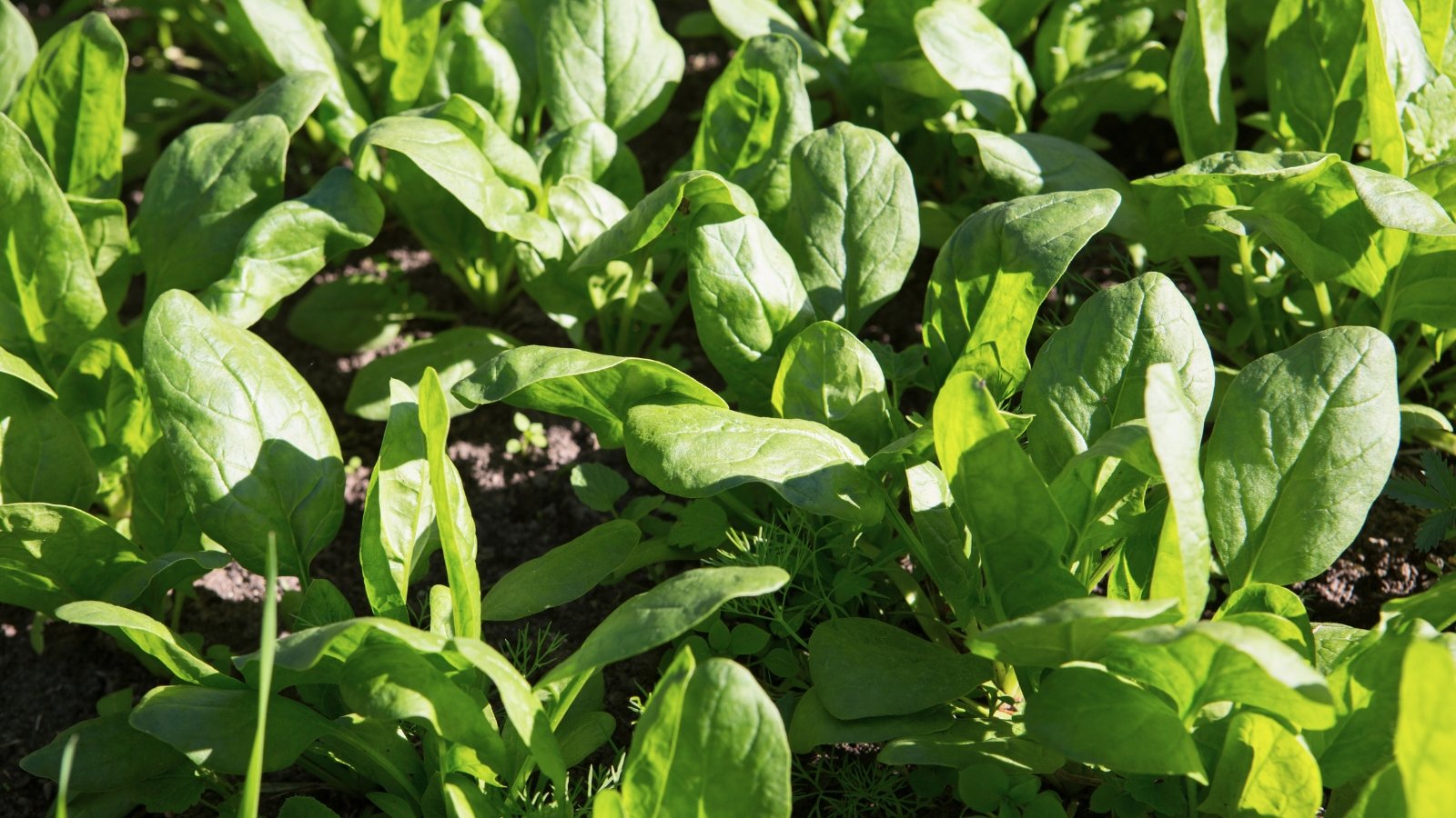 A dense bed of dark green, oval leaves with visible veins creates a rich and textured ground cover.
