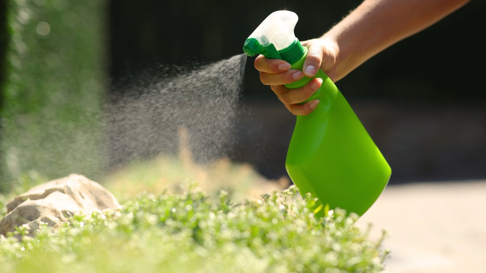 A woman's hand uses a green spray bottle to apply repellent to neatly trimmed boxwood bushes in a sunny garden.
