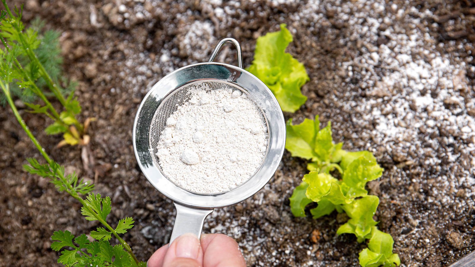 Gardener sprinkling DE powder on soil around lettuce plants for pest control.
