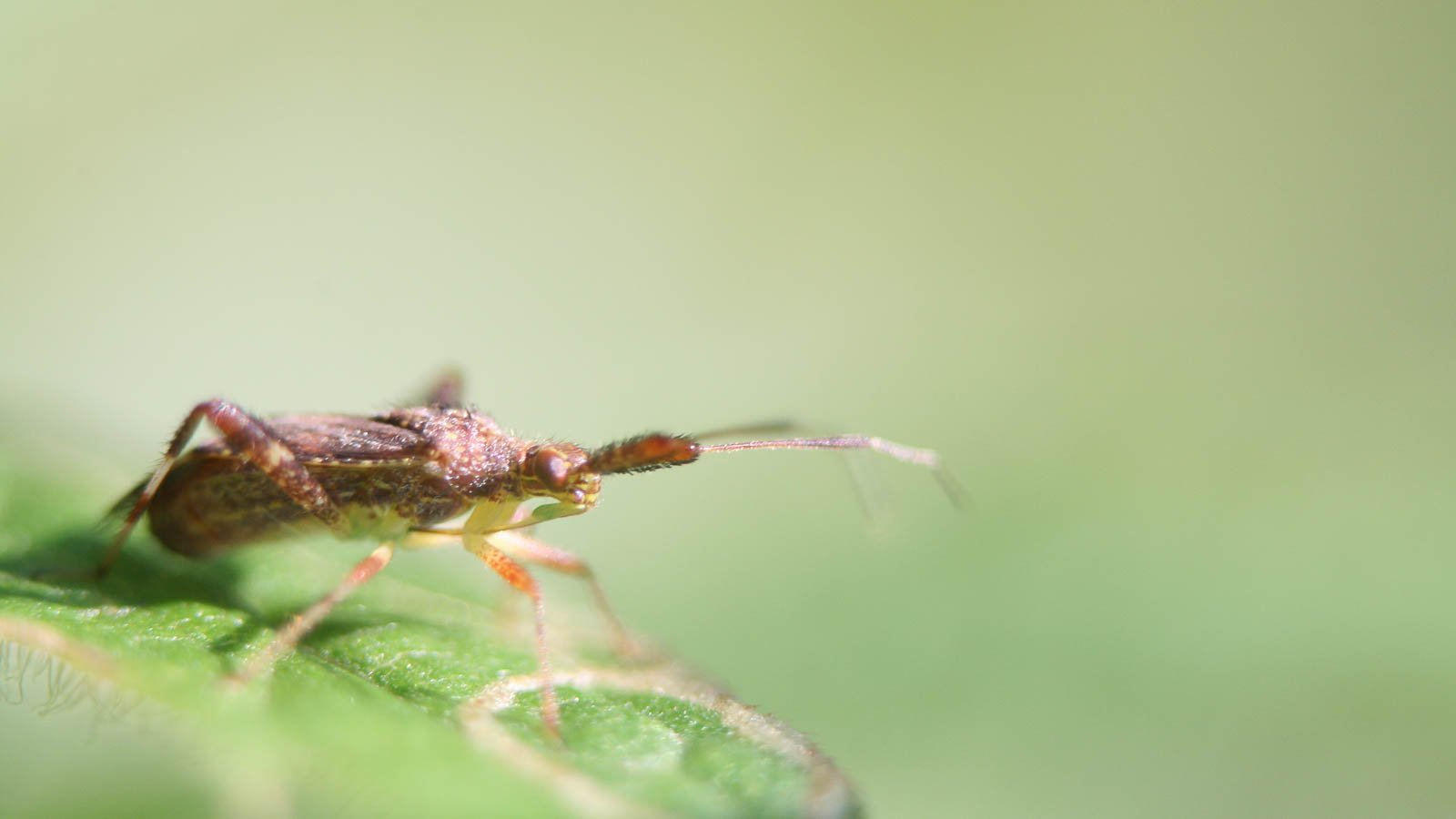 Close up of squash insect on green leaf in the garden appearing to have spiny legs