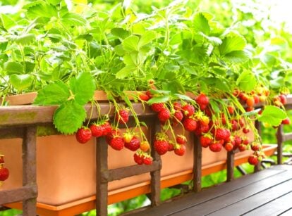 Lush strawberry plants bearing ripe fruits thrive in a brown rectangular pot. Suspended gracefully on wooden railings, the pot creates a charming contrast against a backdrop of softly blurred tree leaves.