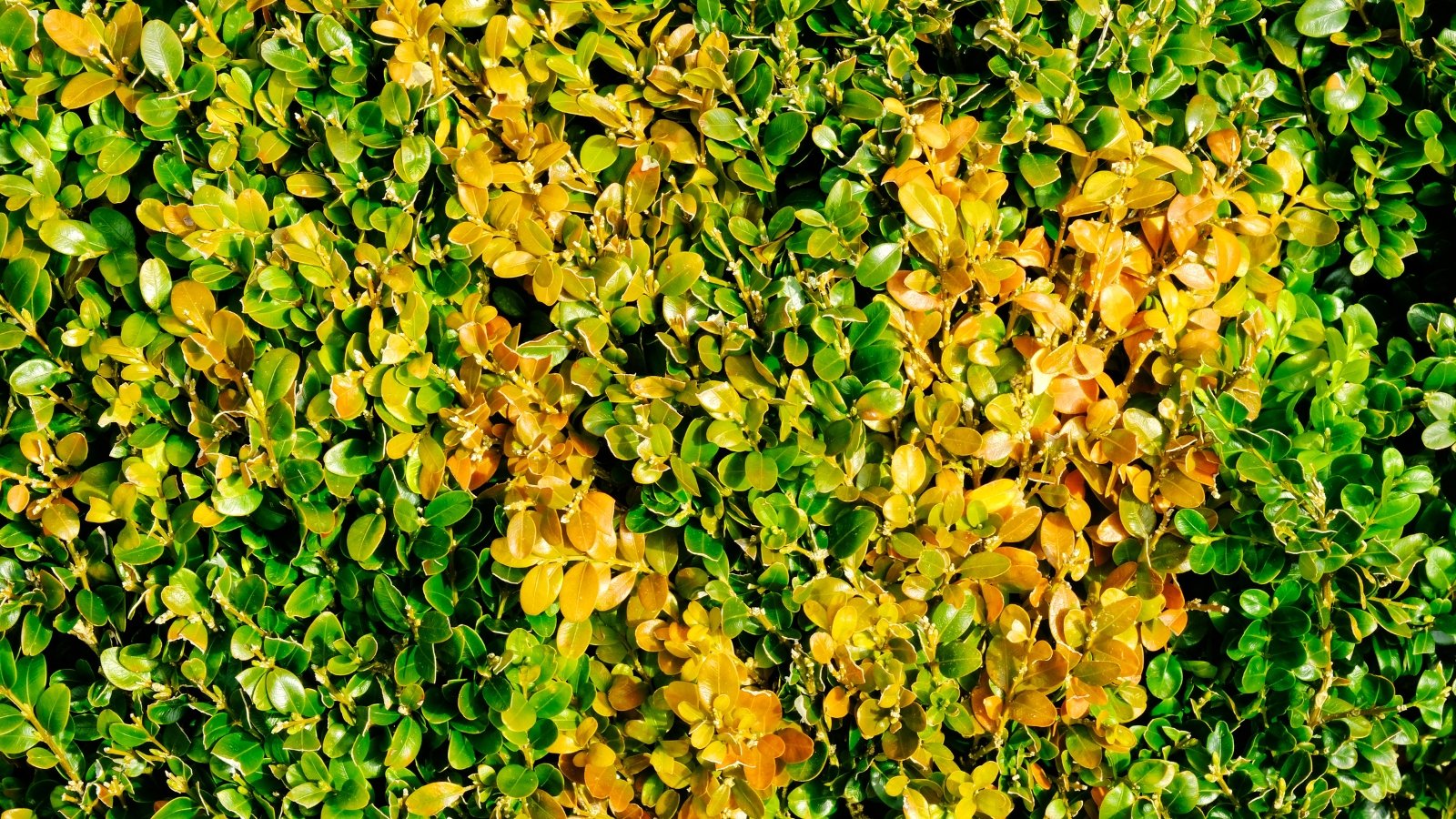 Close up of a green, leafy, hedge with yellow patches of leaves.