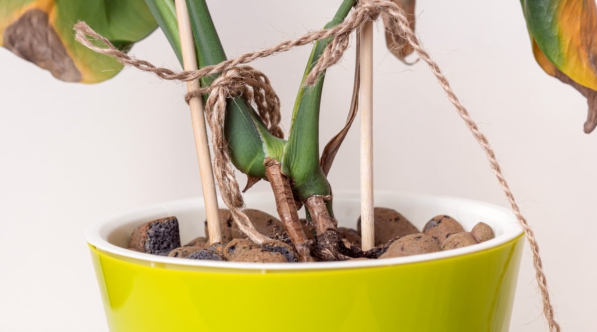 Close-up of Monstera aerial roots growing above the soil in a yellow and white plastic flower pot. The plant has wilted leaves with yellow and brown spots. Drainage pebbles lie on top of the soil. Two wooden supports are tied together to support the stems of the plant.