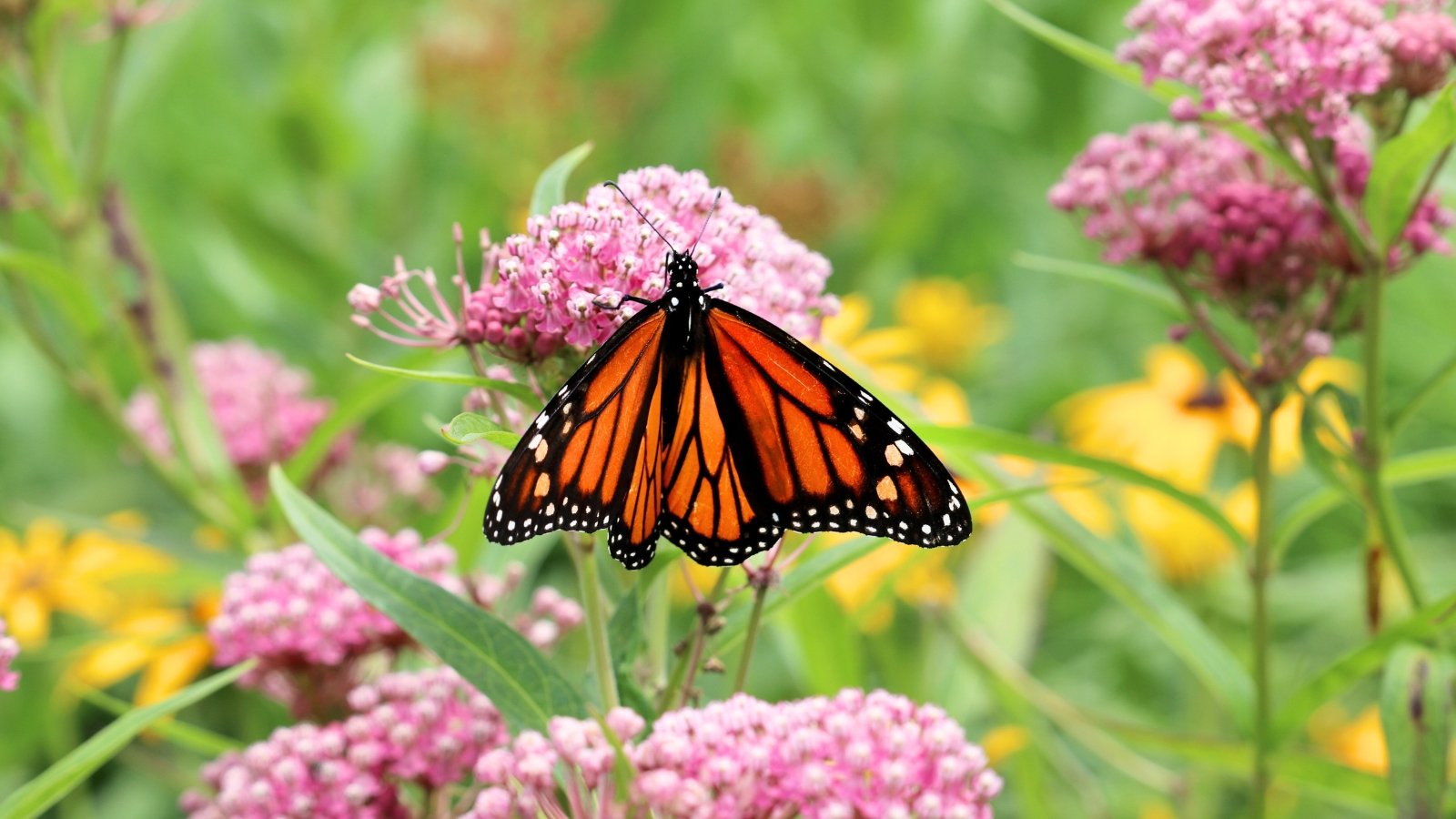 A monarch butterfly perches delicately on clusters of pink Swamp milkweed flowers, sipping nectar among slender green leaves.