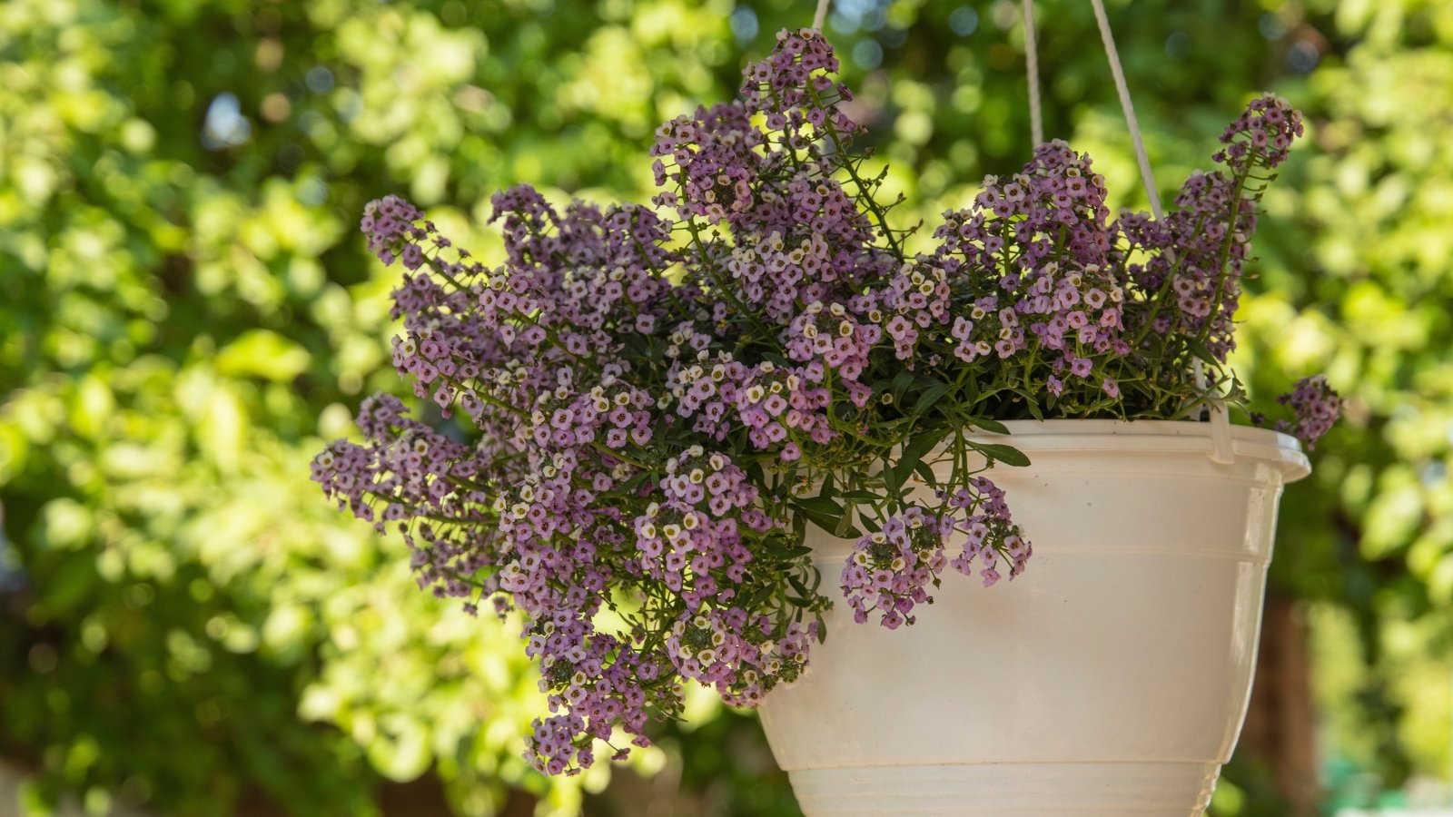 A hanging basket filled with tiny, clustered sweet alyssum flowers in soft purple shades.