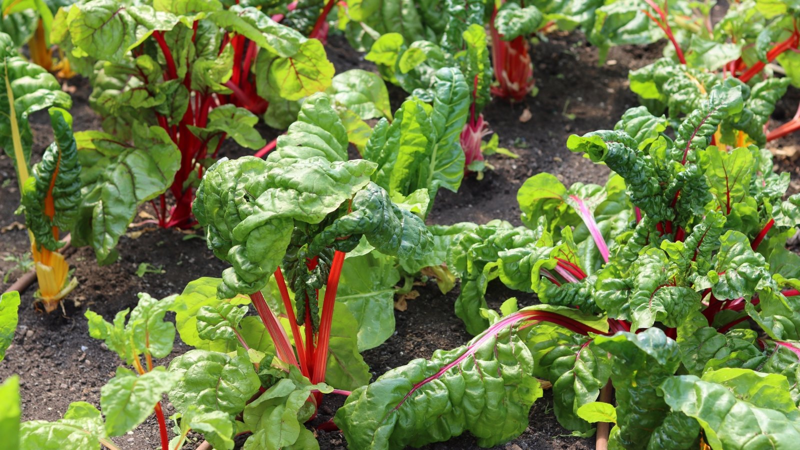 Close-up of vibrant, glossy green leaves with thick, colorful stems in shades of red, yellow, and white, creating a striking contrast against the garden backdrop.