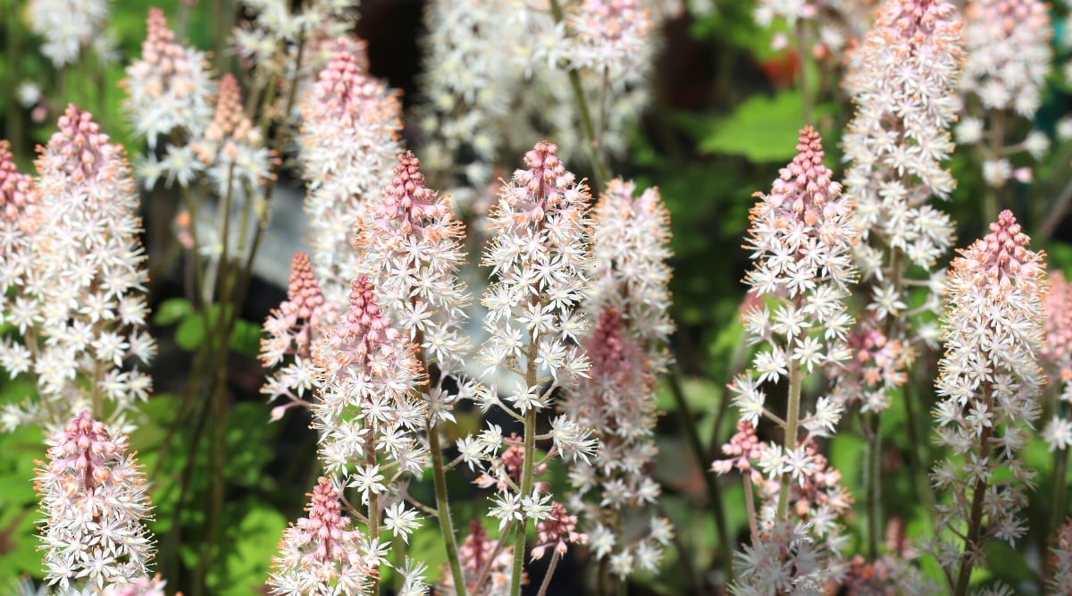 Close-up of a flowering plant Tiarella cordifolia, commonly known as foamflower, is a perennial plant native to eastern North America. It forms compact groups of basal leaves and thin flowering stems. The leaves of Tiarella cordifolia are heart-shaped and deeply dissected, resembling the shape of a heart. They have a glossy dark green color and are held on long petioles. Tiarella cordifolia forms thin flowering stems that rise above the foliage. At the tip of each stem, small feathery white or pinkish white flowers are clustered together to create a delicate and airy appearance. The flowers are star-shaped with small petals and stamens.