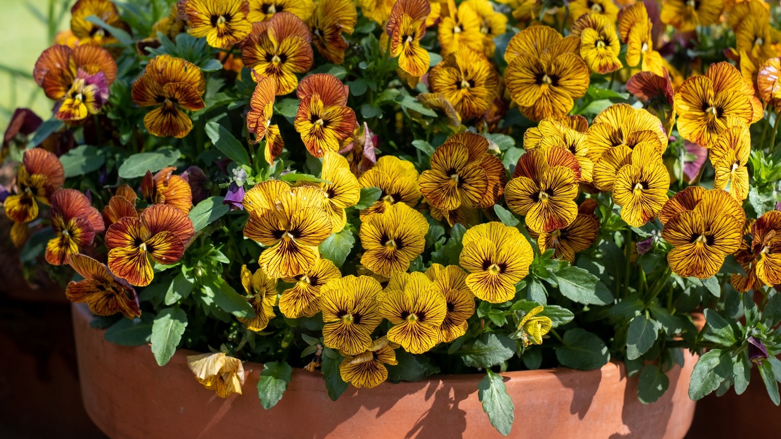 Blooming Tiger Eye viola flowers feature golden-yellow petals with striking dark veining and compact green foliage in a large terracotta pot.
