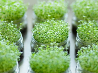 Multiple small glass containers filled with moist soil, each sprouting tiny, vibrant green Origanum vulgare leaves with rounded tips and delicate stems, arranged in dense clusters.